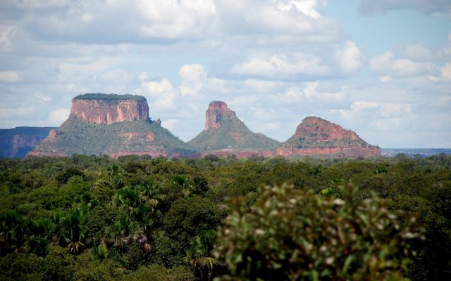 Once a mosaic of forests, savannah and grasslands, fully half of the Cerrado’s native vegetation has been converted to cropland and pasture in recent decades.