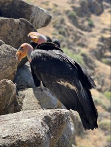 Two adult condors stand on a rock.