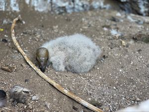 Cute little baby condor chick in its nest