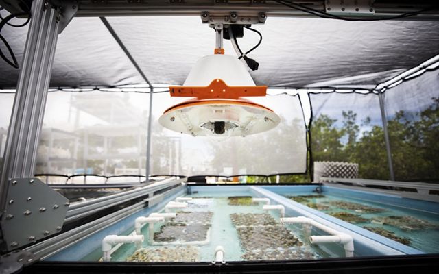 An overhead camera hangs above coral in a laboratory. 