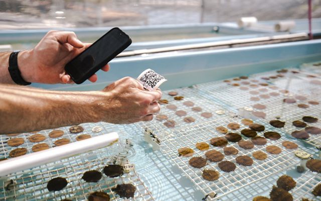 Hands hold a phone  over coral samples in a laboratory.