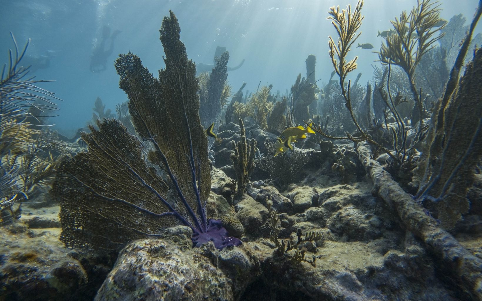 A fan coral in the foreground surrounded by hard corals underwater.
