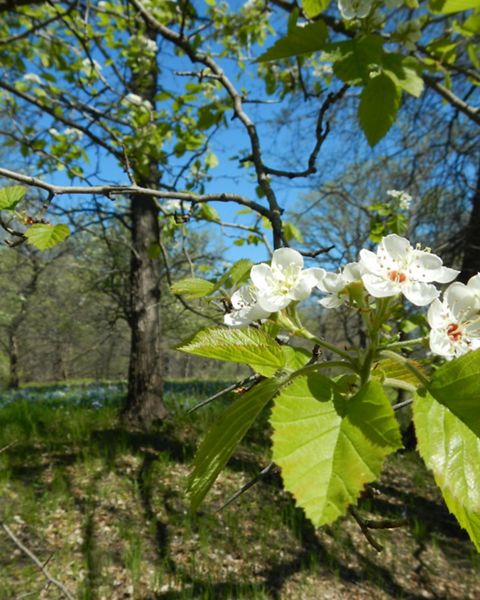 Flowering downy hawthorn at Land of the Swamp White Oak.