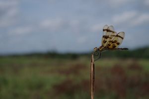 A dragonfly rests on a plant.