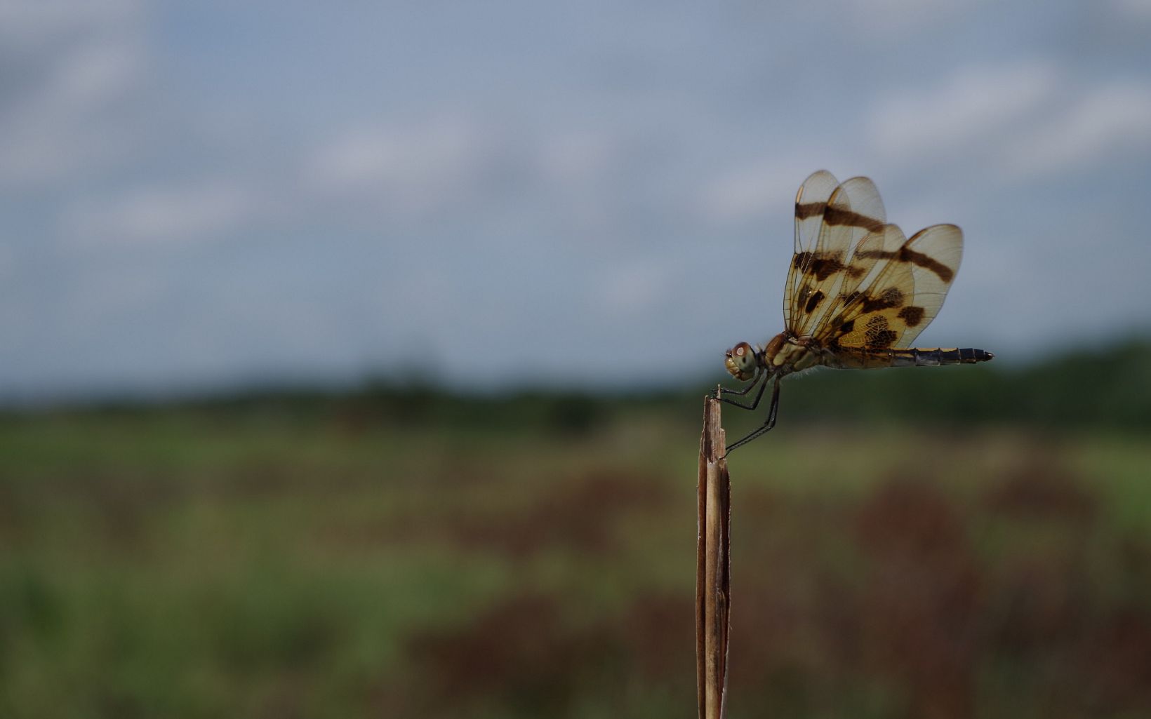 Dragonfly found in Land of the Swamp White Oak Preserve