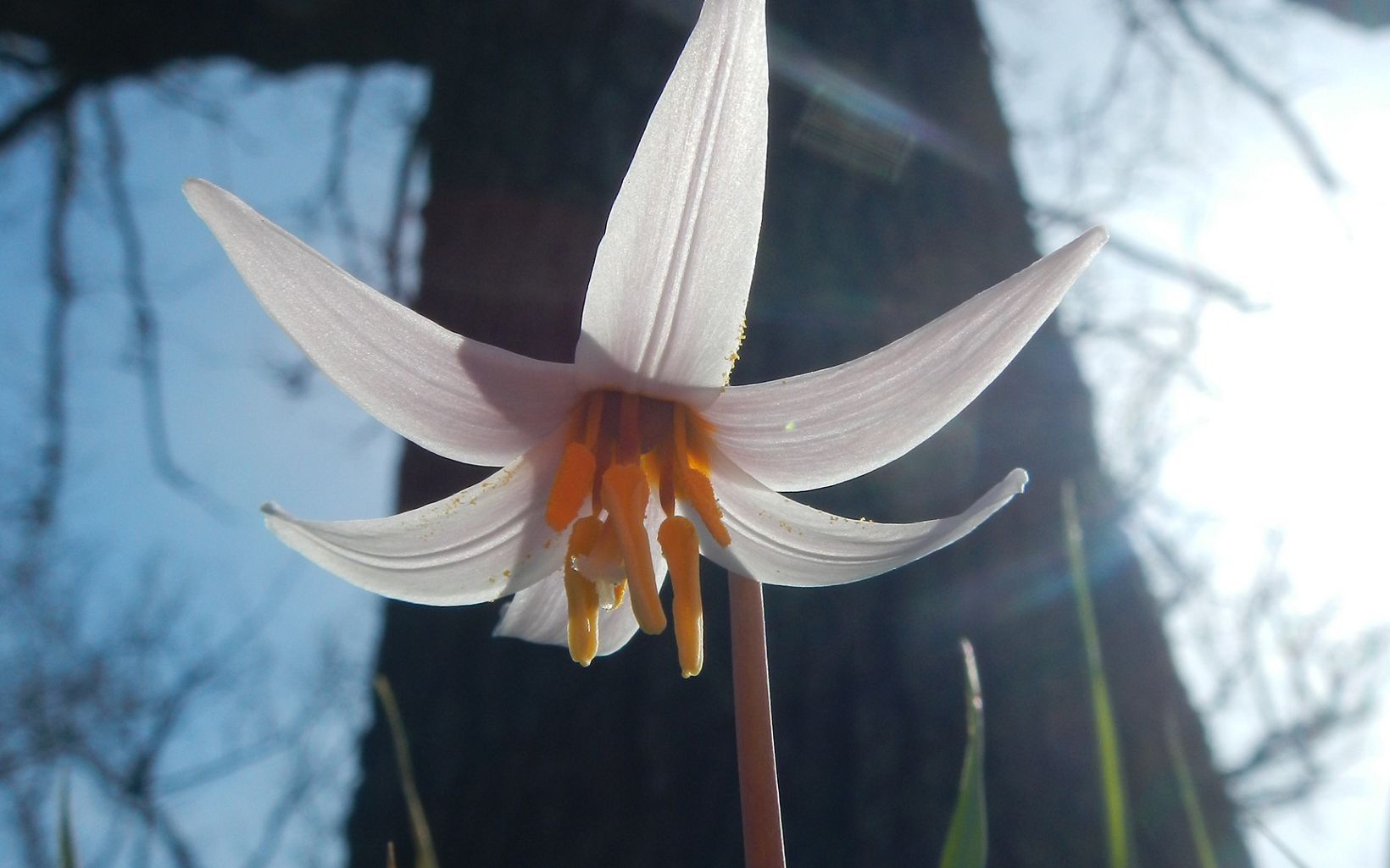 Ephemeral flower found in Land of the Swamp White Oak Preserve