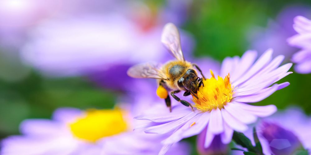 Closeup of a bee on a purple flower.