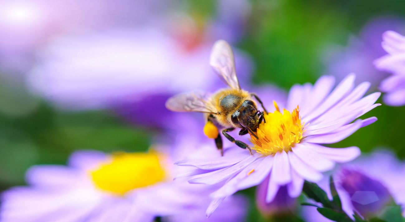 Bee on purple flower.