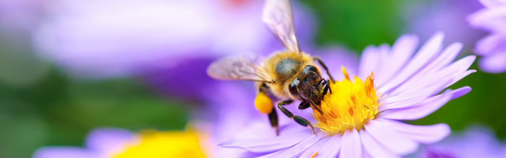 Closeup of a bee on a purple flower.