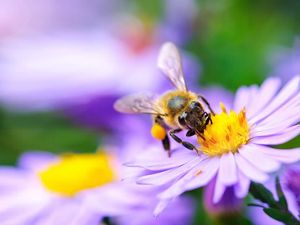 A bee grathers pollen.