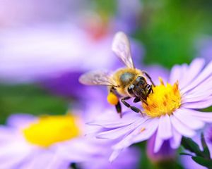 A bee on a purple flower.