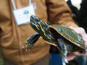 A small painted turtle.