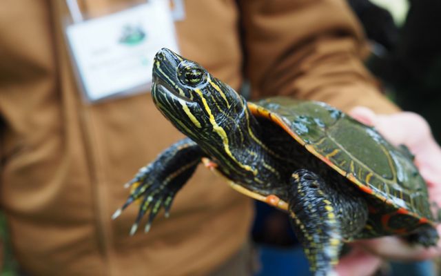 An image of a painted turtle.