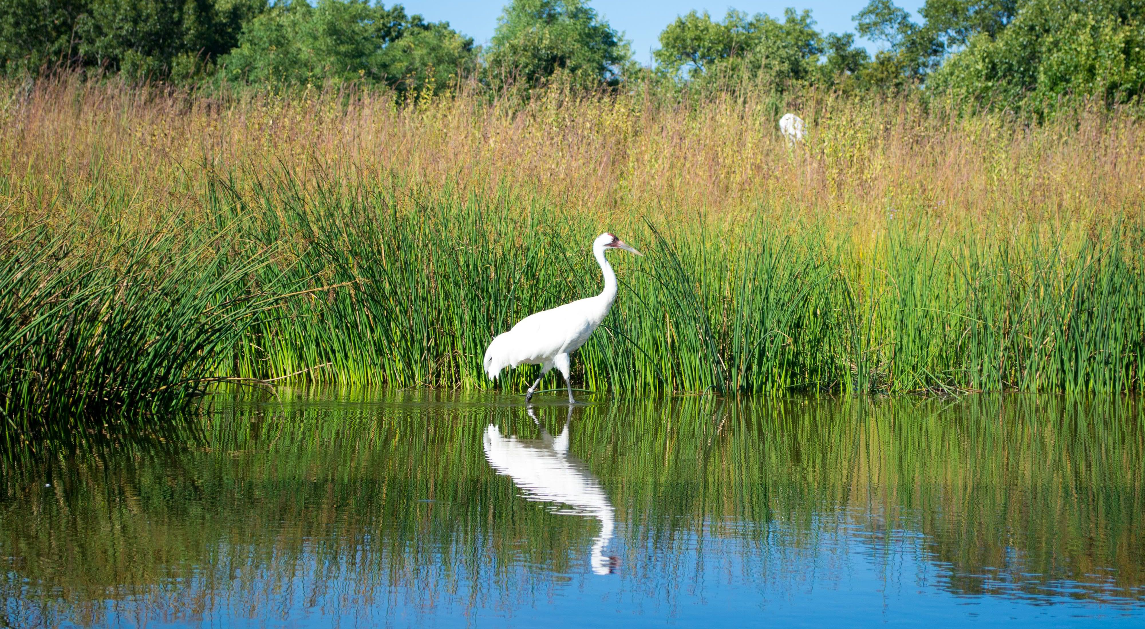 A whooping crane in the wetlands of Iowa. 
