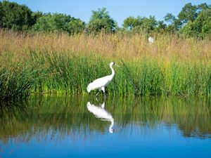 A whooping crane in the wetlands of Iowa. 