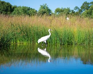 A whooping crane in the wetlands of Iowa.