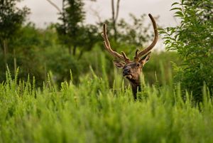 An elk peering its head above bushes in a forest.