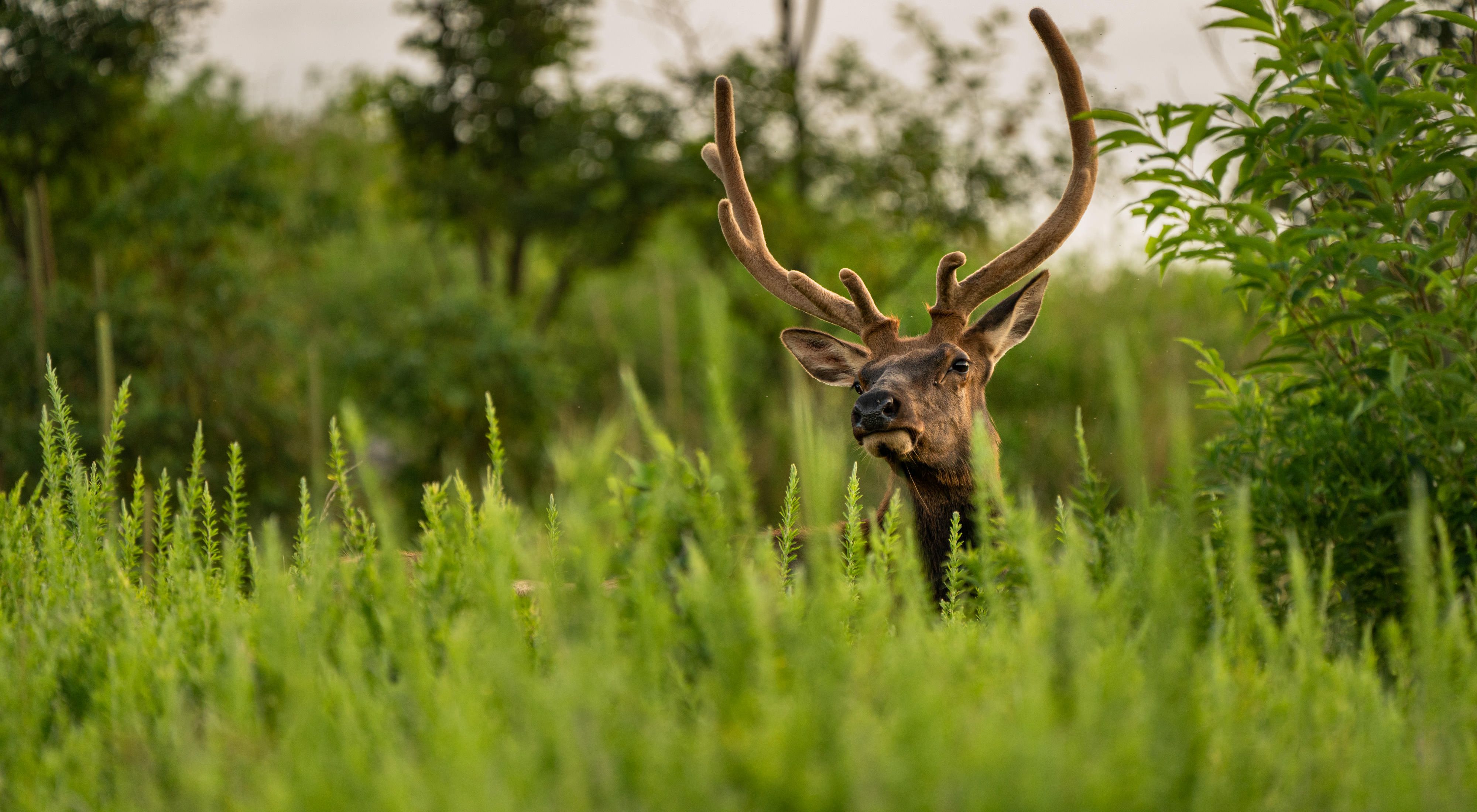 An adult male elk raises his head above a patch of tall green grass. His tall curving horns are sheathed in soft velvet. 