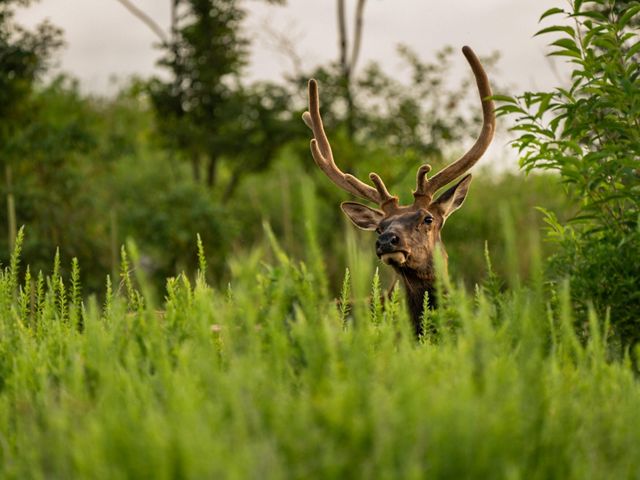 A bull elk with antlers in velvet, stands visible in vegetation from neck up.