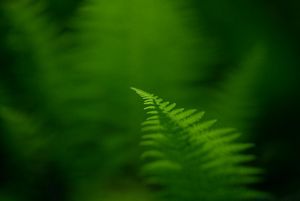 Growing in the Cumberland forest part of a project that protects 253,000 acres of Appalachian forest and is one of TNC’s largest-ever conservation efforts in the eastern U.S.