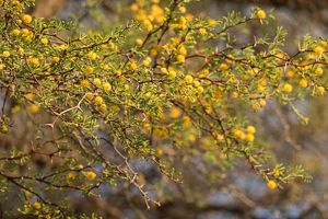  Closeup view of a branch of a camel thorn bush with bright yellow round blossoms.
