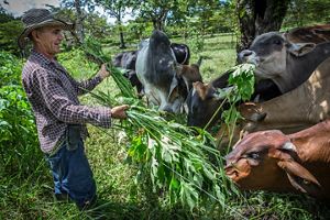 Silvopasture ranching in Colombia