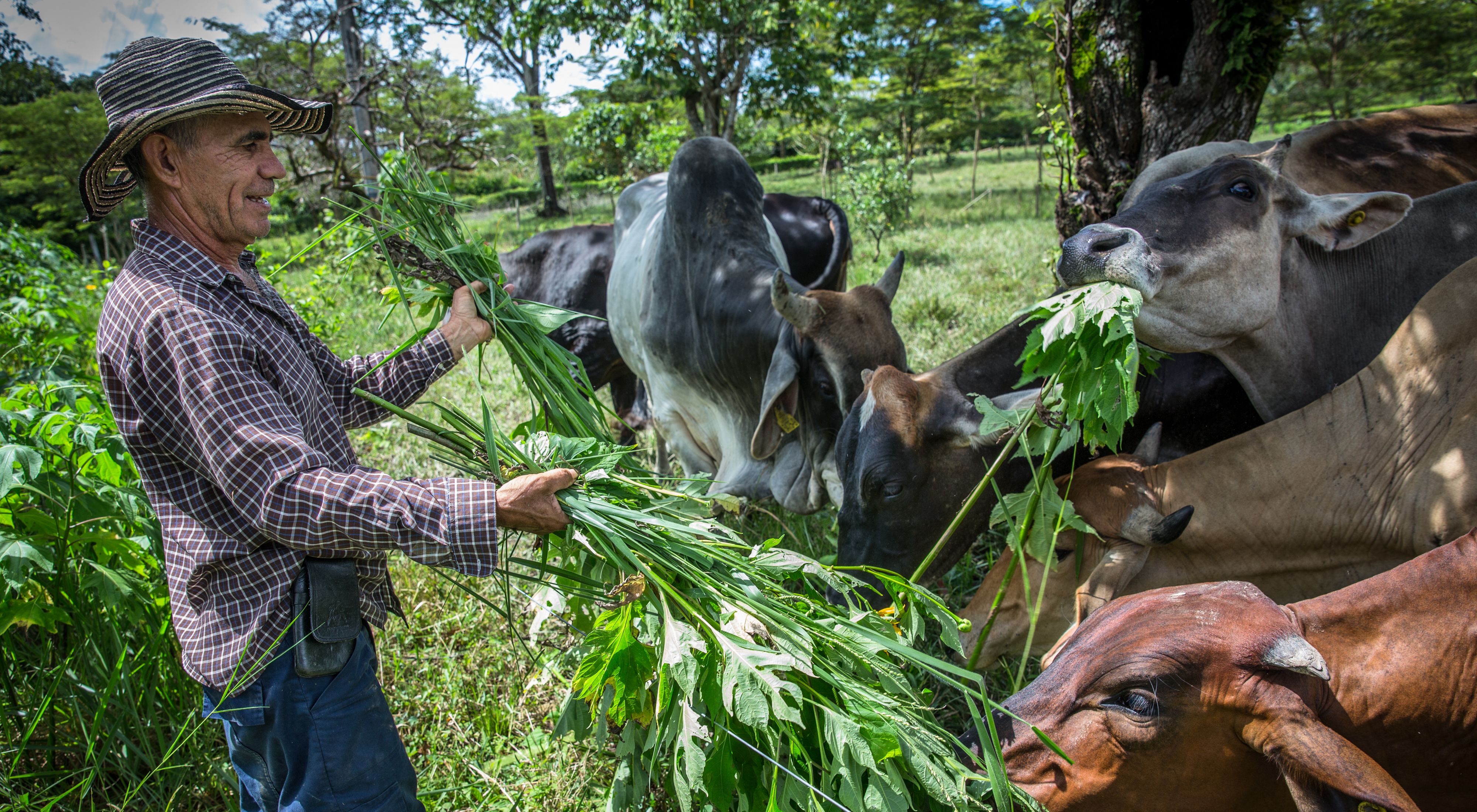 in Colombia produce more (and more nutritious) food while enhancing biodiversity, protecting natural habitats and reducing climate change impacts. 