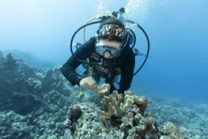 Diver restoring coral underwater. 