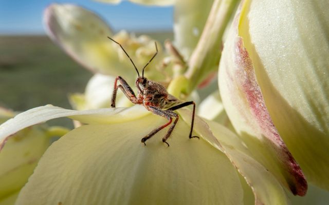 Insect on a flowering Yucca in the Little Jerusalem area of Smoky Valley Ranch, Kansas. June 2018.