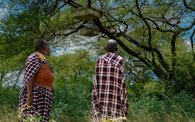two women look up at hives in a tree
