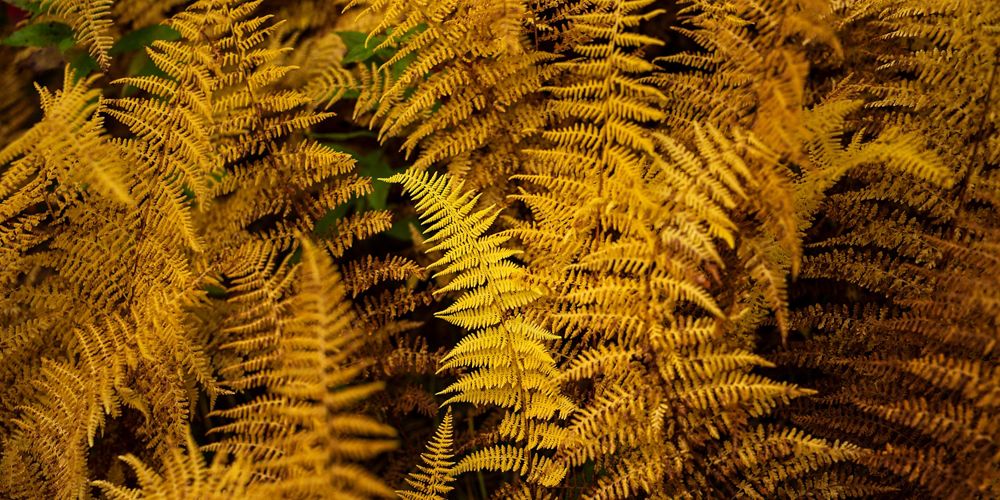 Helechos de color dorado.