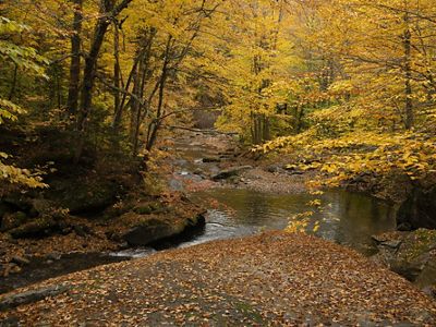 Photo of a forested stream in brilliant fall foliage colors of yellow and orange.