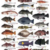 Guía de identificación de campo de peces costeros de Chile.