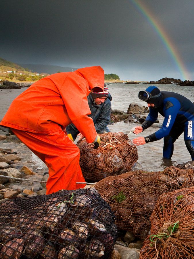 Fishermen in Chile stack nets of shellfish.