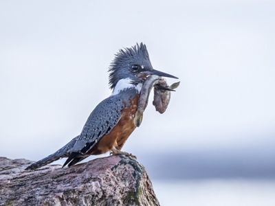 TNC Chile trabaja con comunidades de pescadores artesanales para mejorar sus prácticas y con ello su información de captura e ingresos.