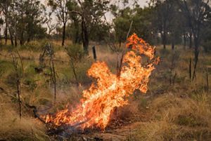 Llamas de fuego arden en un foco en el bosque.