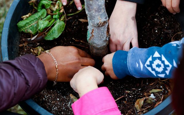 The hands of five people reach into a large container holding a tree sapling, touching the rich, dark soil.