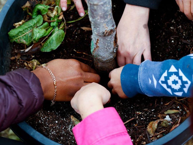 The hands of five people reach into a large container holding a tree sapling, touching the rich, dark soil.