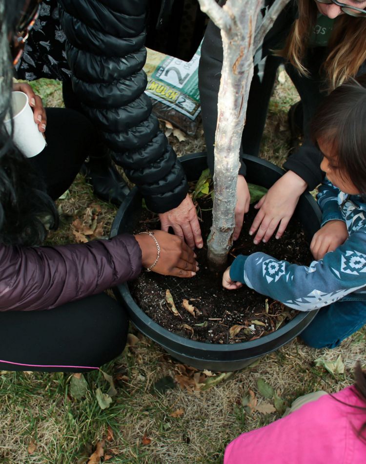 People gathering around a tree with hands in soils.
