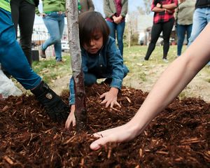 A kid moving around mulch on the ground.