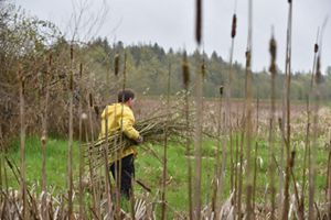 A man in yellow carrying reeds.