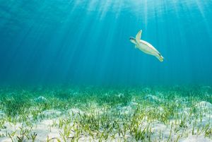 Green turtle in seagrass meadow in the Bahamas