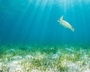 Green turtle in seagrass meadow in the Bahamas