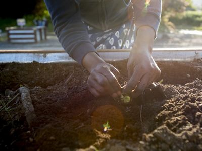 A woman works in one of the 50 community garden plots at Kent Hillside Church in a suburb outside of Seattle.