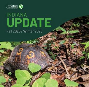 An Eastern box turtle on forest floor.