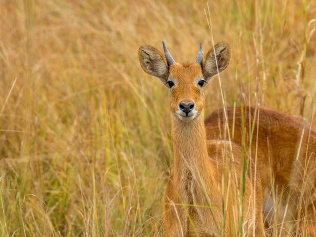 Puku antelope in tall grass