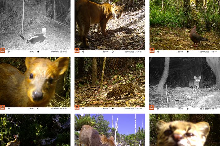 9 camera trap images of various south american animals.