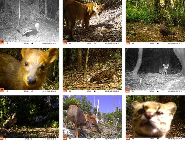 Valdivian Coastal Reserve is is pioneering the use of wildlife camera traps in Chile.