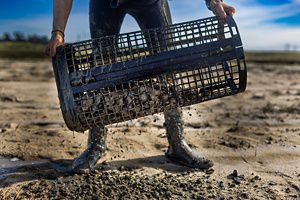 An oblong oyster cage being shaken over a sandy beach.