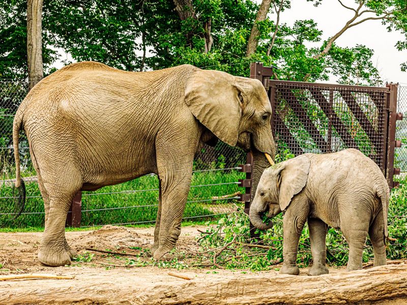 Two elephants eating twigs and sticks.